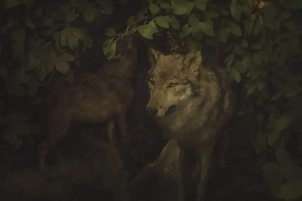 Diorami Museo di storia naturale Milano