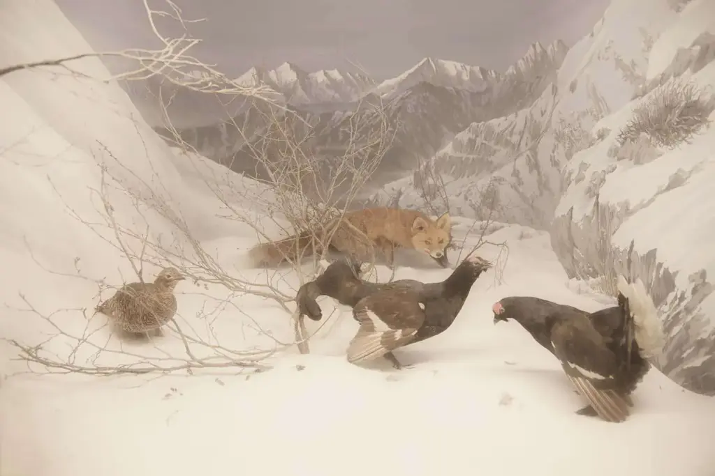 Diorami Museo di storia naturale Milano